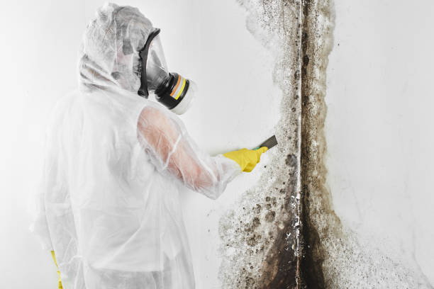 Best Local Mold Removal Service  in Centreville, MI