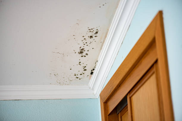 Best Attic Mold Removal  in Centreville, MI