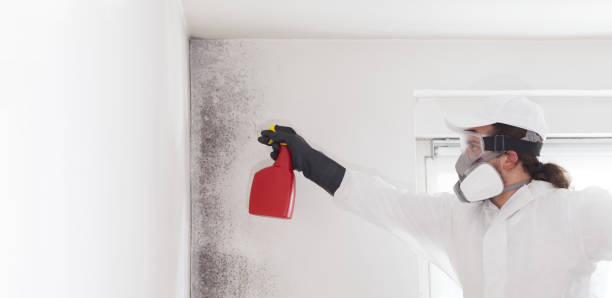 Best Same-Day Mold Removal  in Centreville, MI