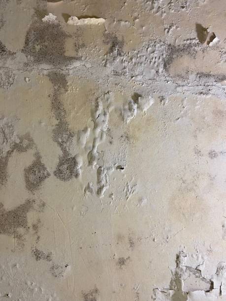 Best Mold Remediation  in Centreville, MI