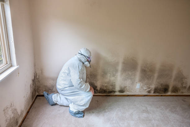 Best Affordable Mold Removal  in Centreville, MI