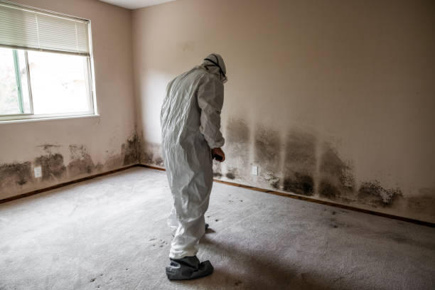 Best Commercial Mold Removal  in Centreville, MI
