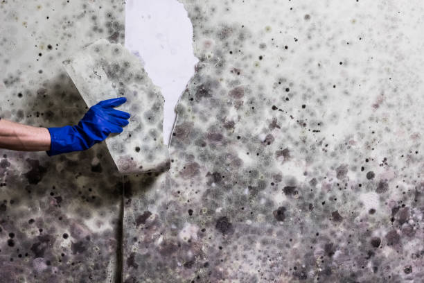 Best Emergency Mold Removal  in Centreville, MI